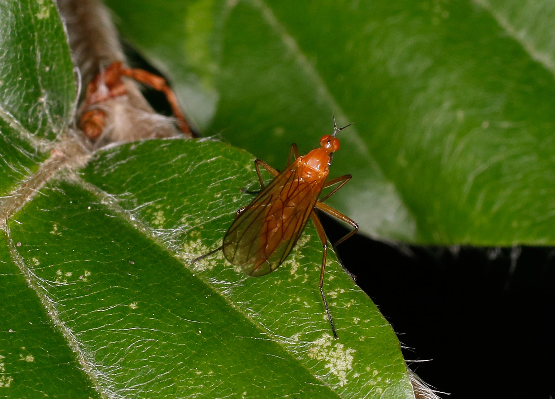 Empididae: Empis lutea